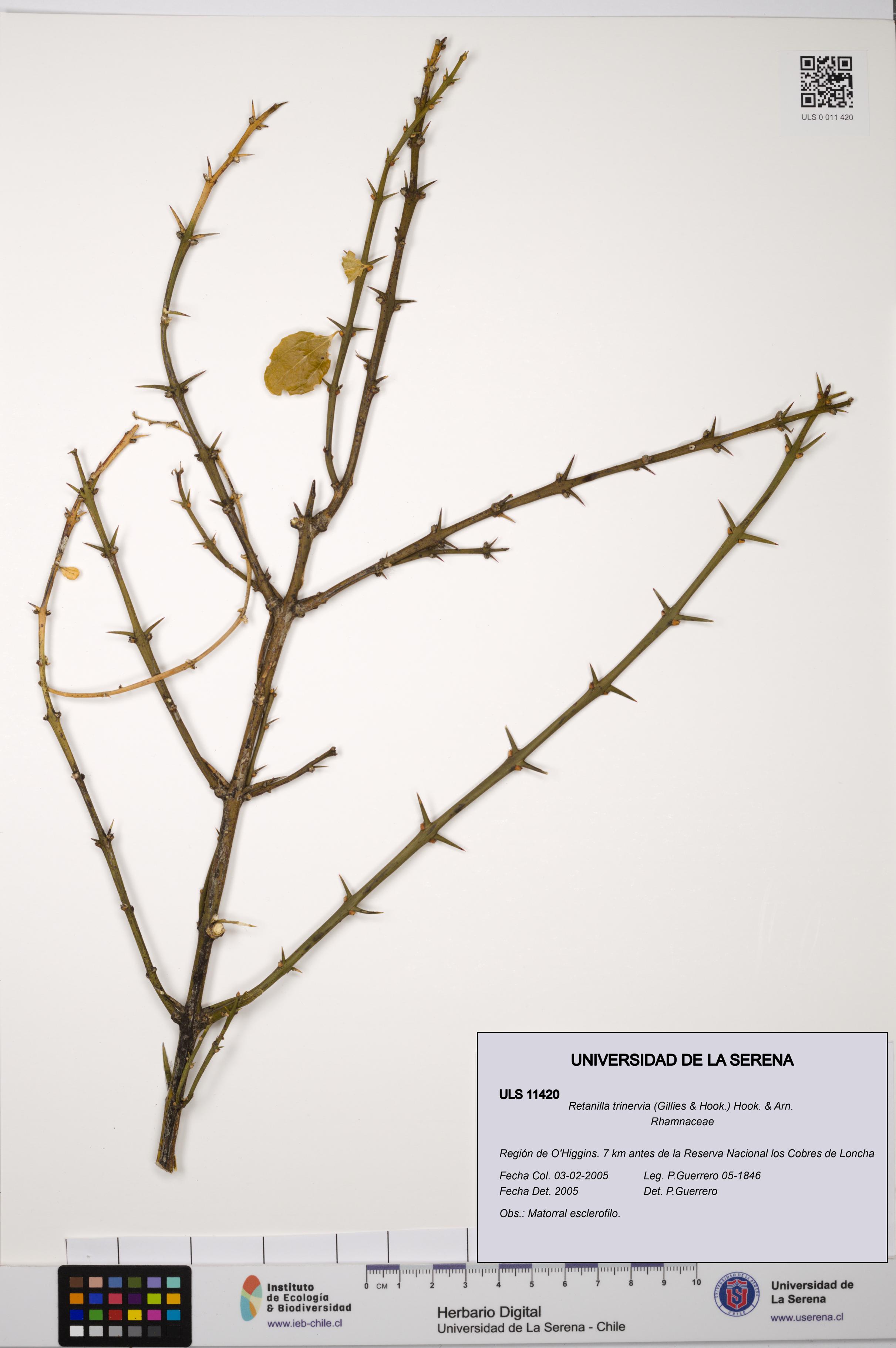 Retanilla trinervia [Espécimen: ULS:ULS:0011420]