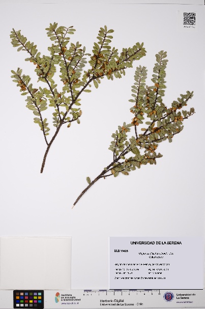 Maytenus disticha [Espécimen: ULS:ULS:0011428]