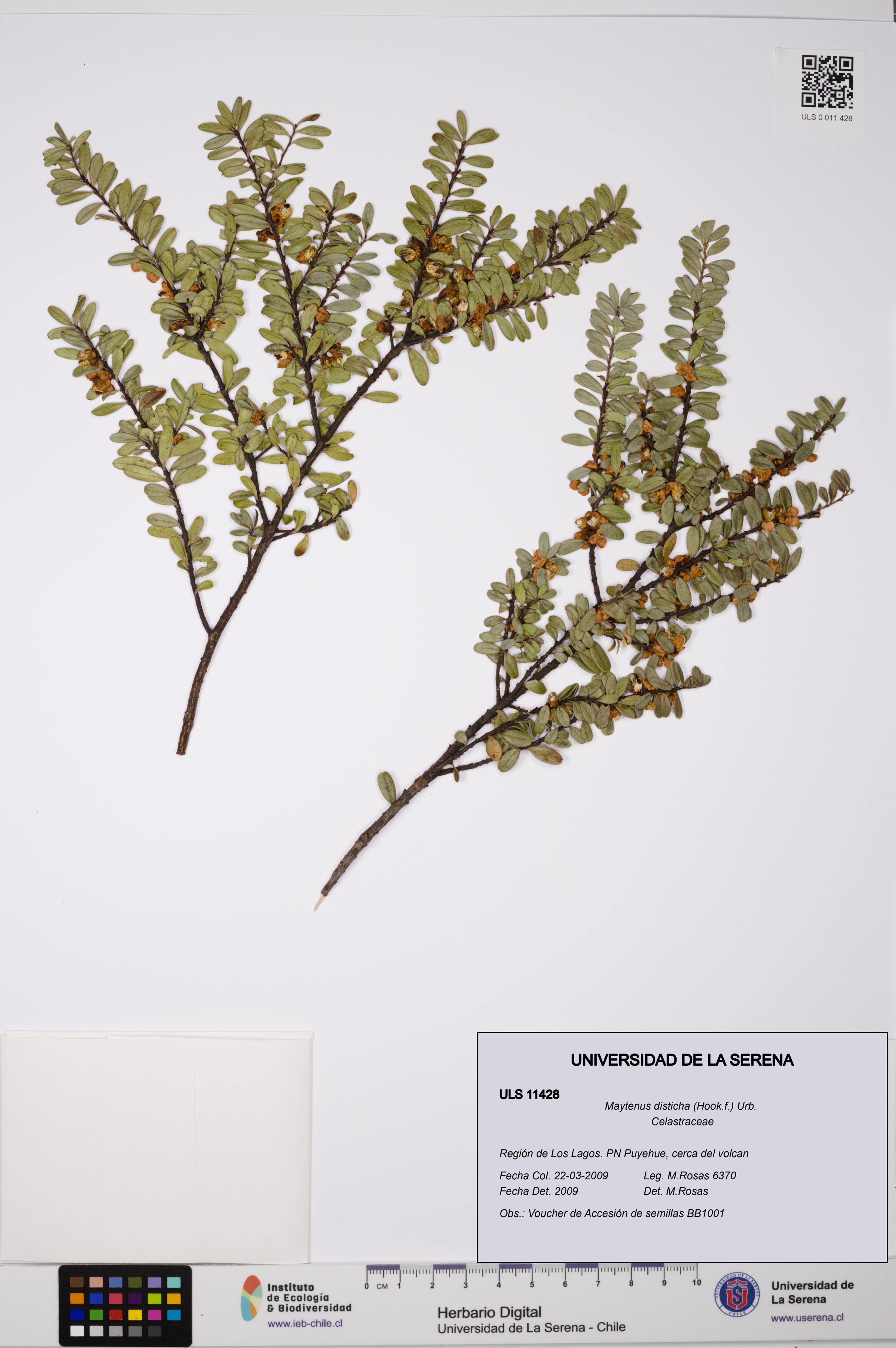 Maytenus disticha [Espécimen: ULS:ULS:0011428]