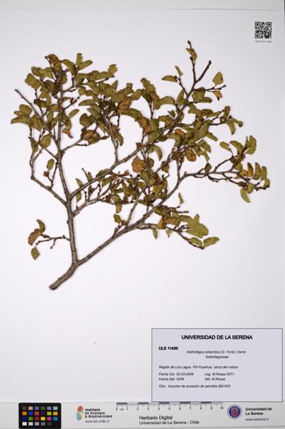 Nothofagus antarctica [Espécimen: ULS:ULS:0011430]