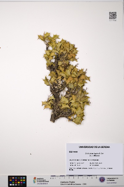 Desfontainia fulgens [Espécimen: ULS:ULS:0011436]