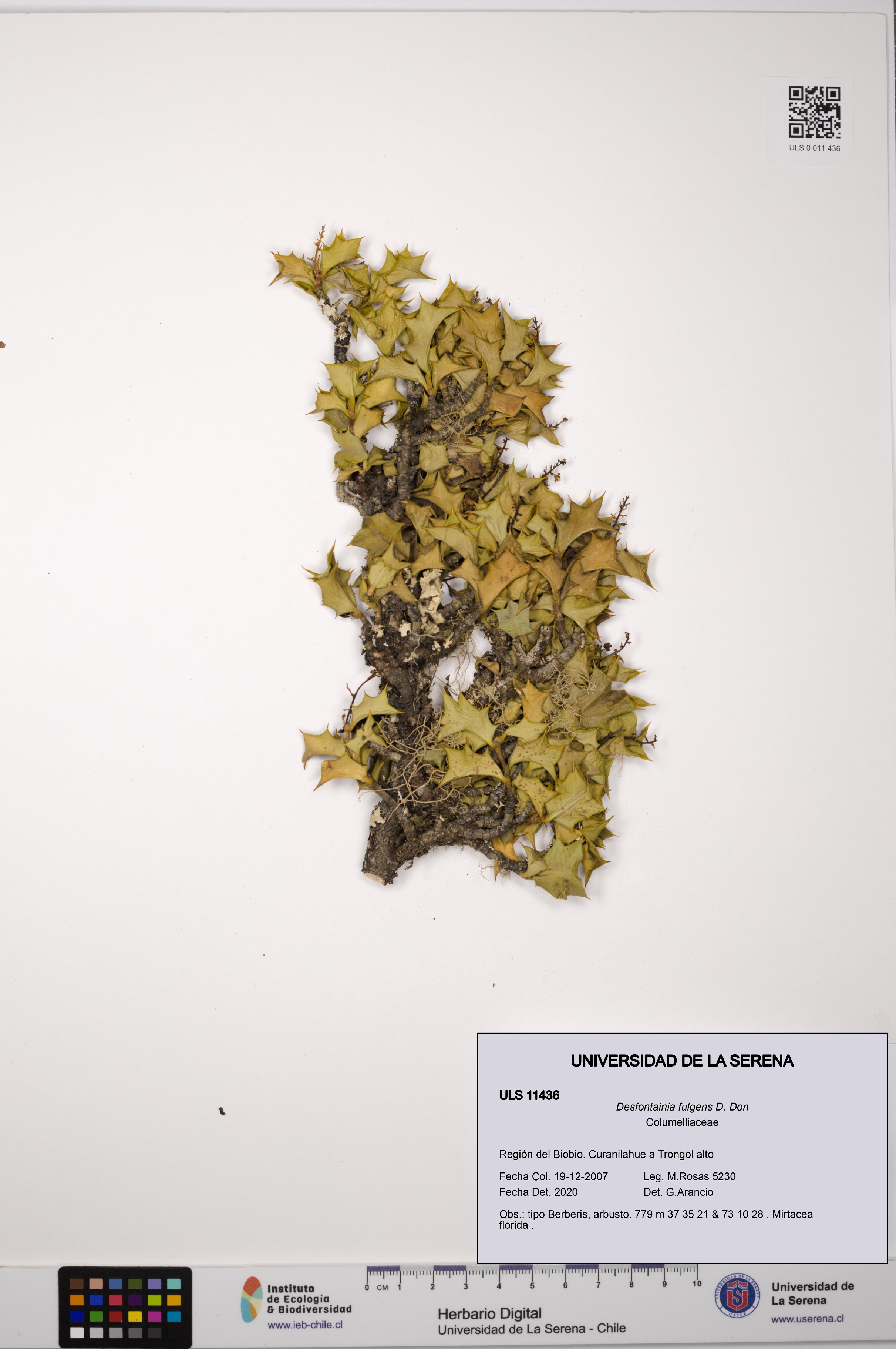 Desfontainia fulgens [Espécimen: ULS:ULS:0011436]