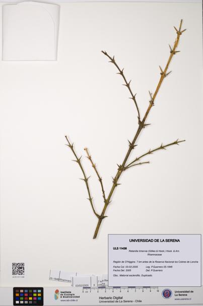 Retanilla trinervia [Espécimen: ULS:ULS:0011438]