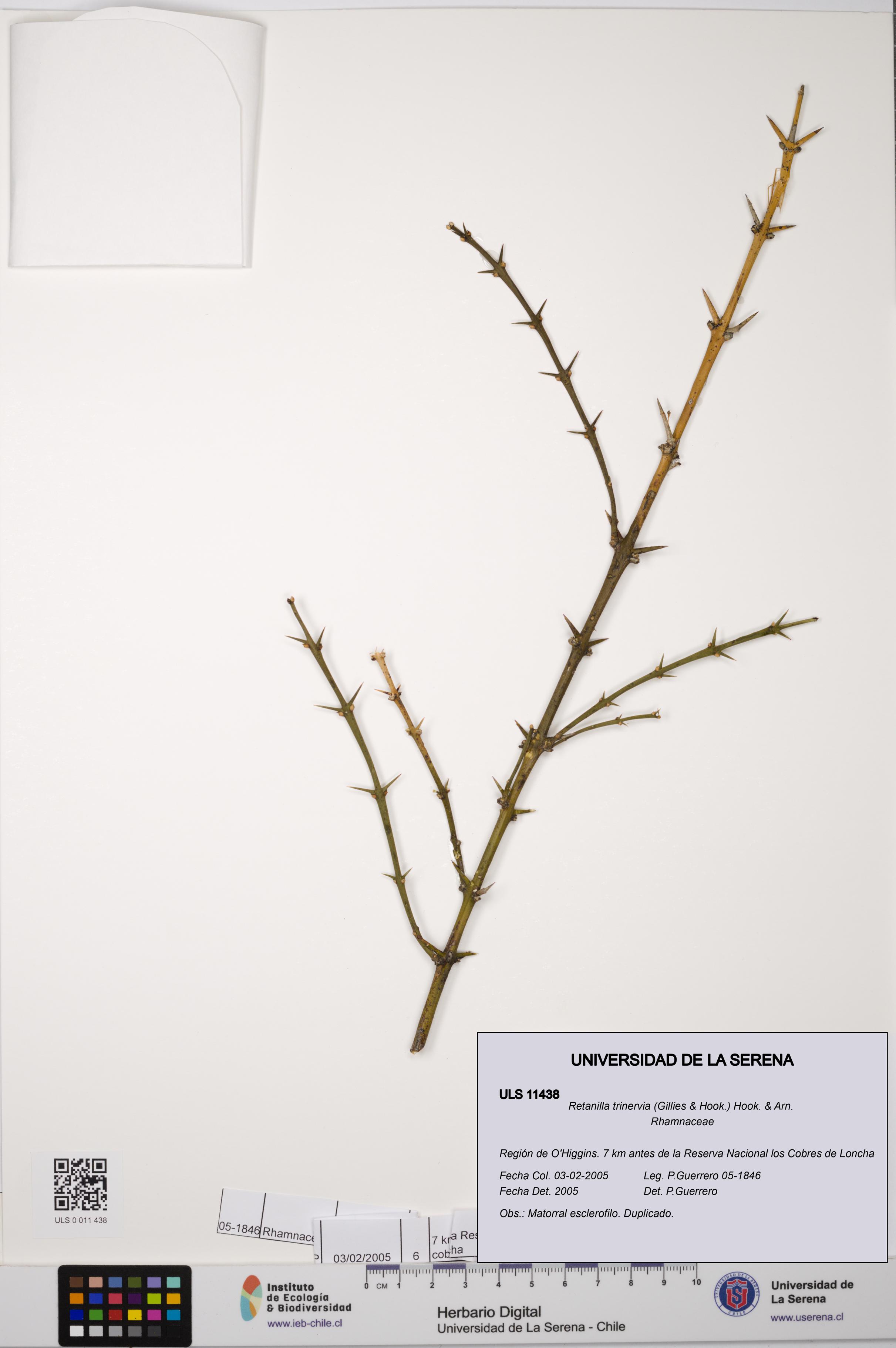 Retanilla trinervia [Espécimen: ULS:ULS:0011438]