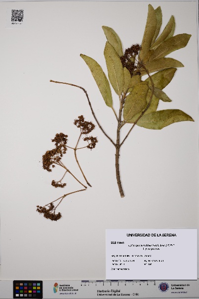 Hydrangea serratifolia [Espécimen: ULS:ULS:0011441]