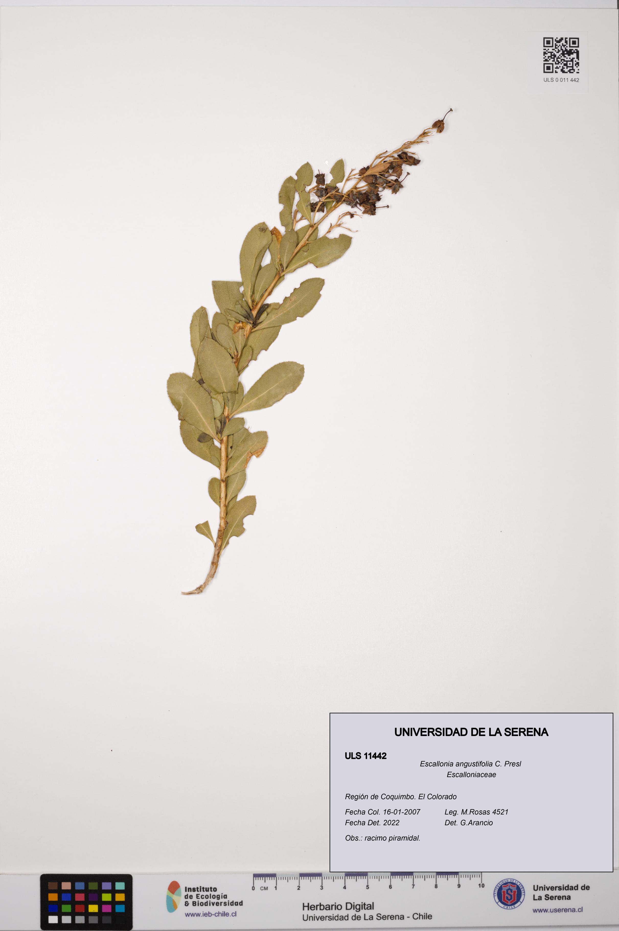 Escallonia angustifolia [Espécimen: ULS:ULS:0011442]