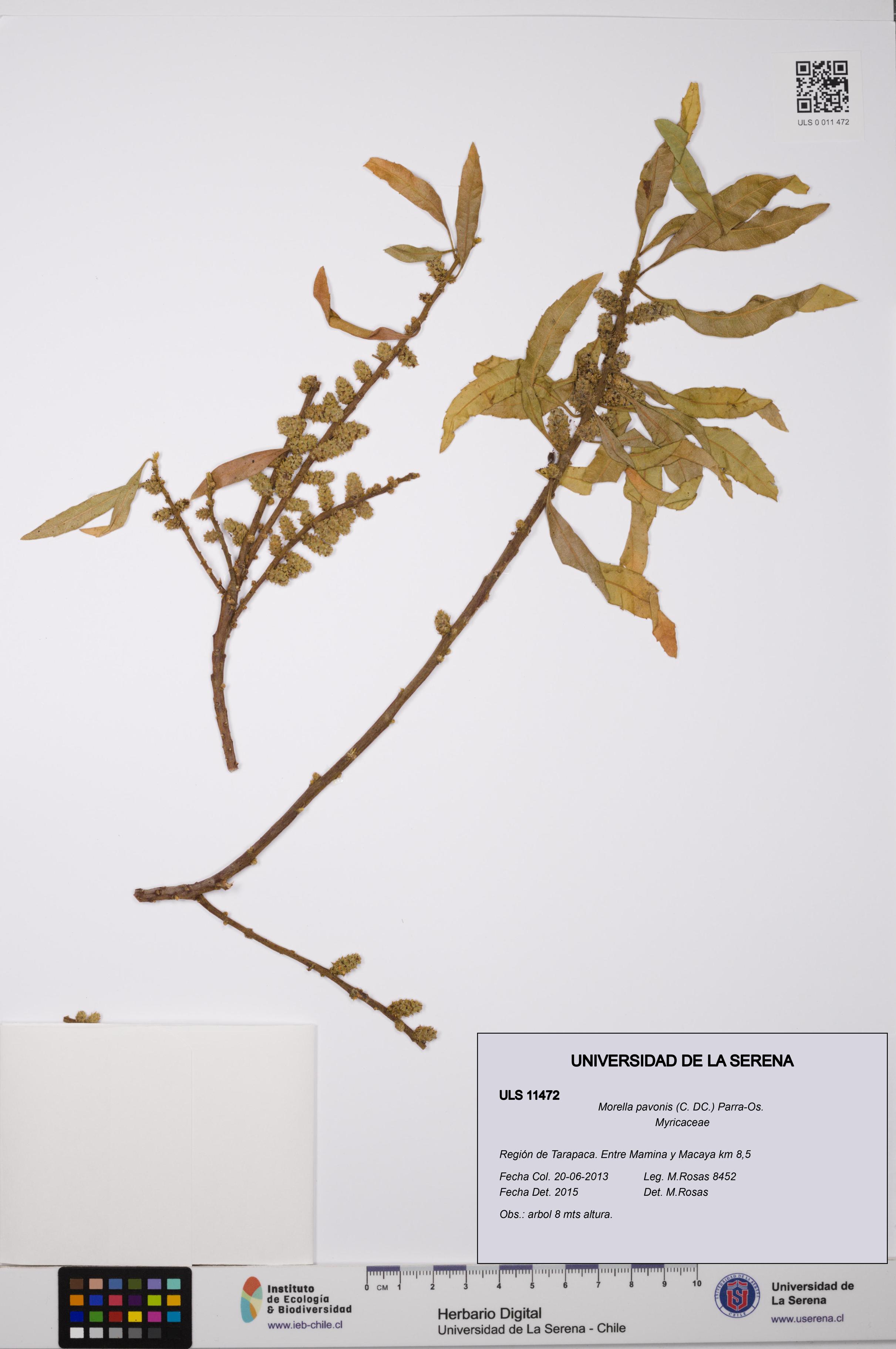 Morella pavonis [Espécimen: ULS:ULS:0011472]