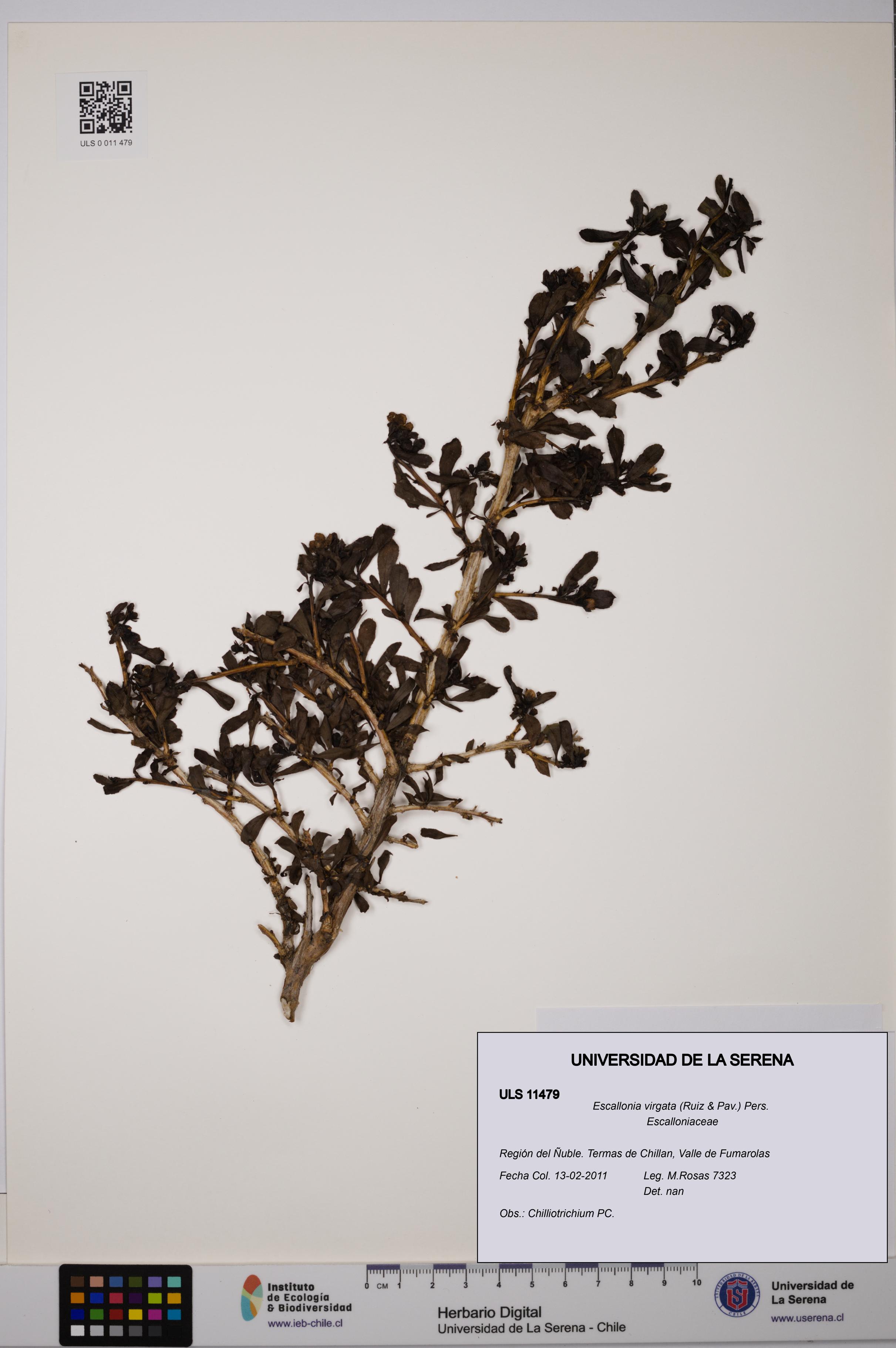 Escallonia virgata [Espécimen: ULS:ULS:0011479]