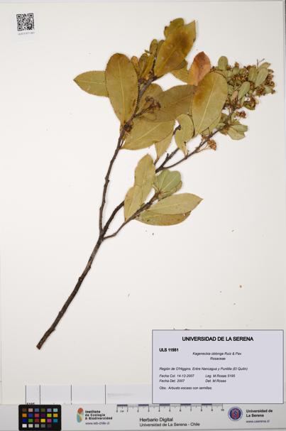 Kageneckia oblonga [Espécimen: ULS:ULS:0011551]