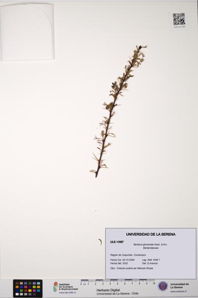 Berberis glomerata [Espécimen: ULS:ULS:0011557]