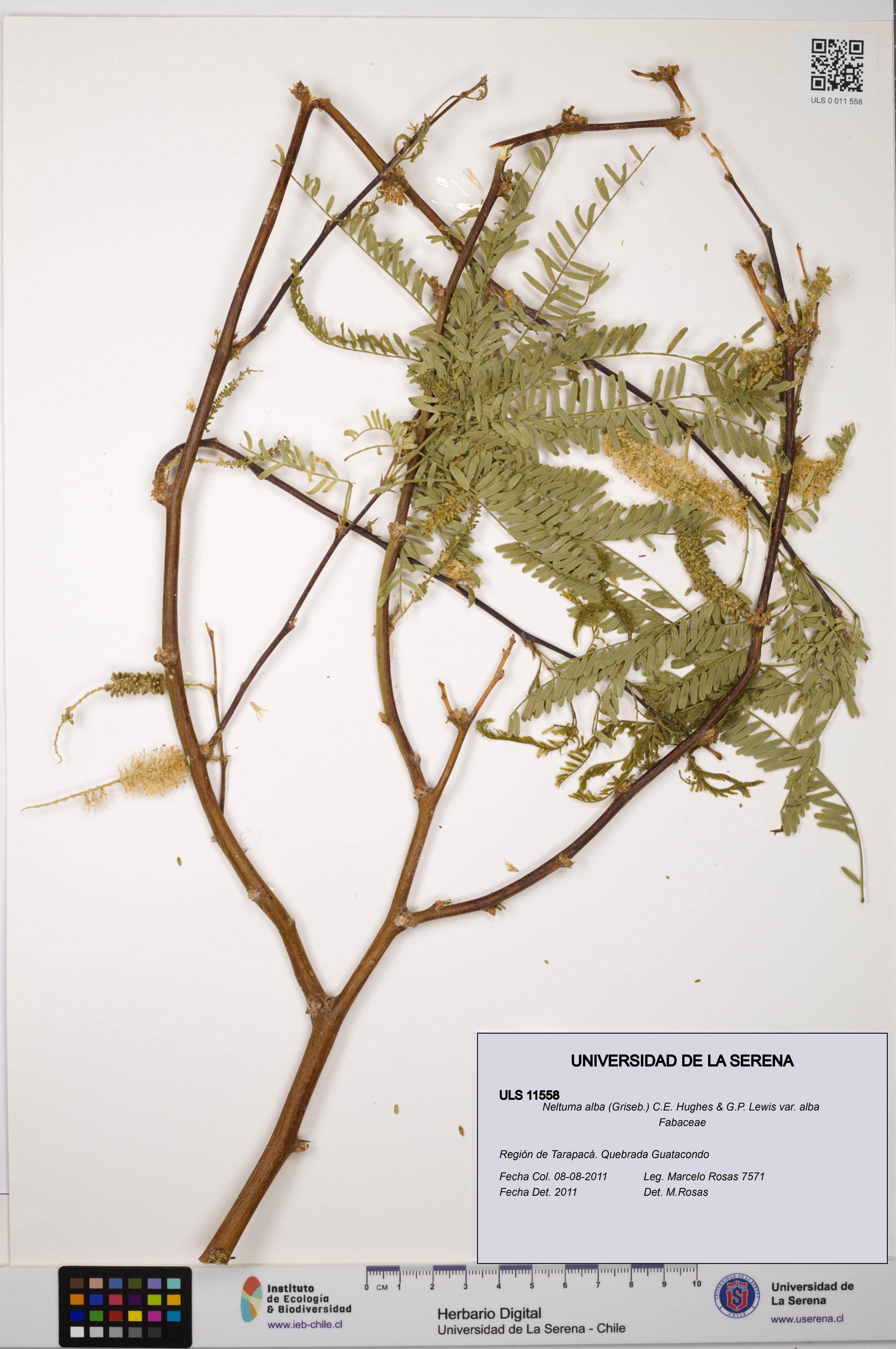 Neltuma alba var. alba [Espécimen: ULS:ULS:0011558]