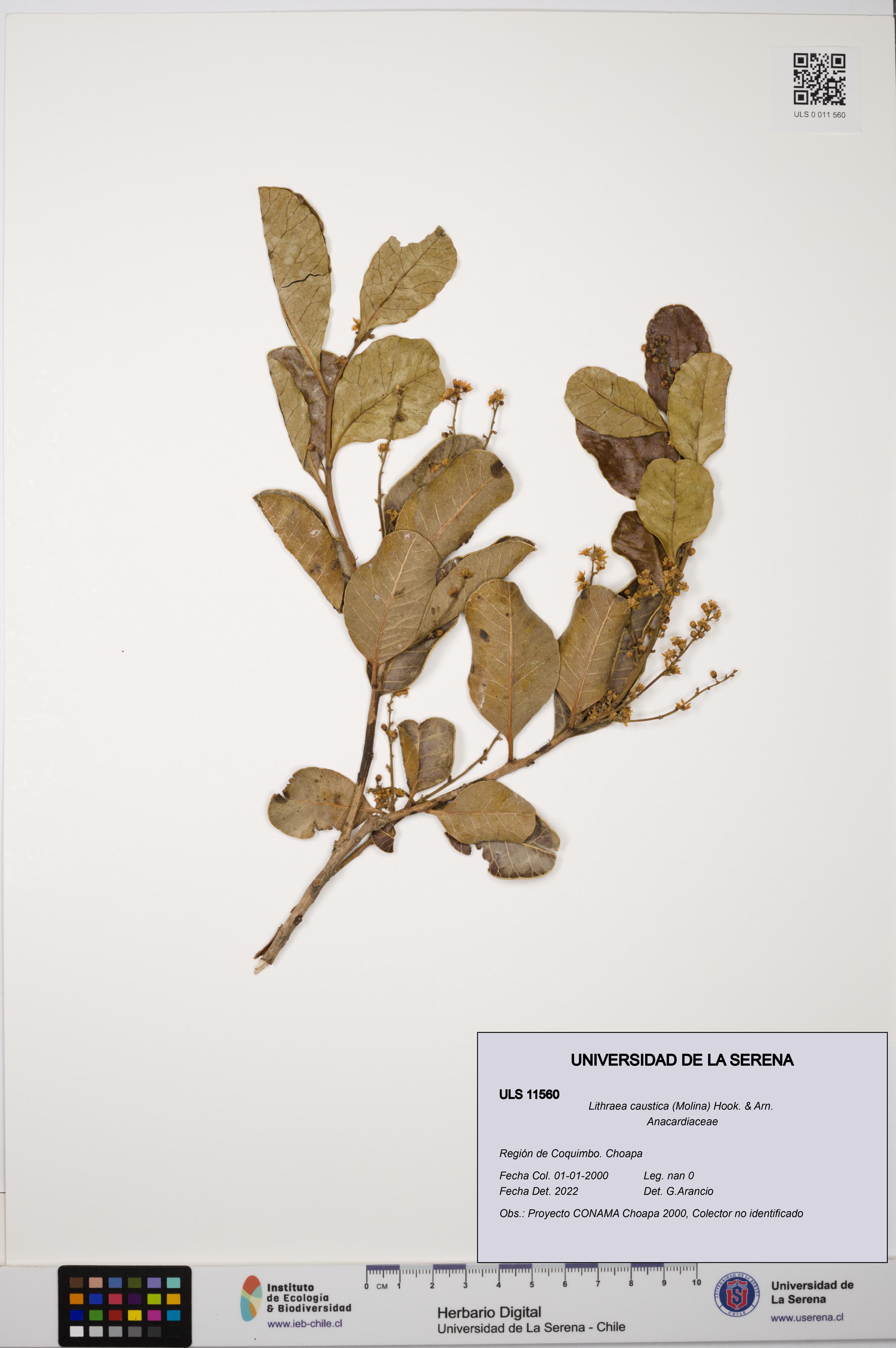 Lithraea caustica [Espécimen: ULS:ULS:0011560]