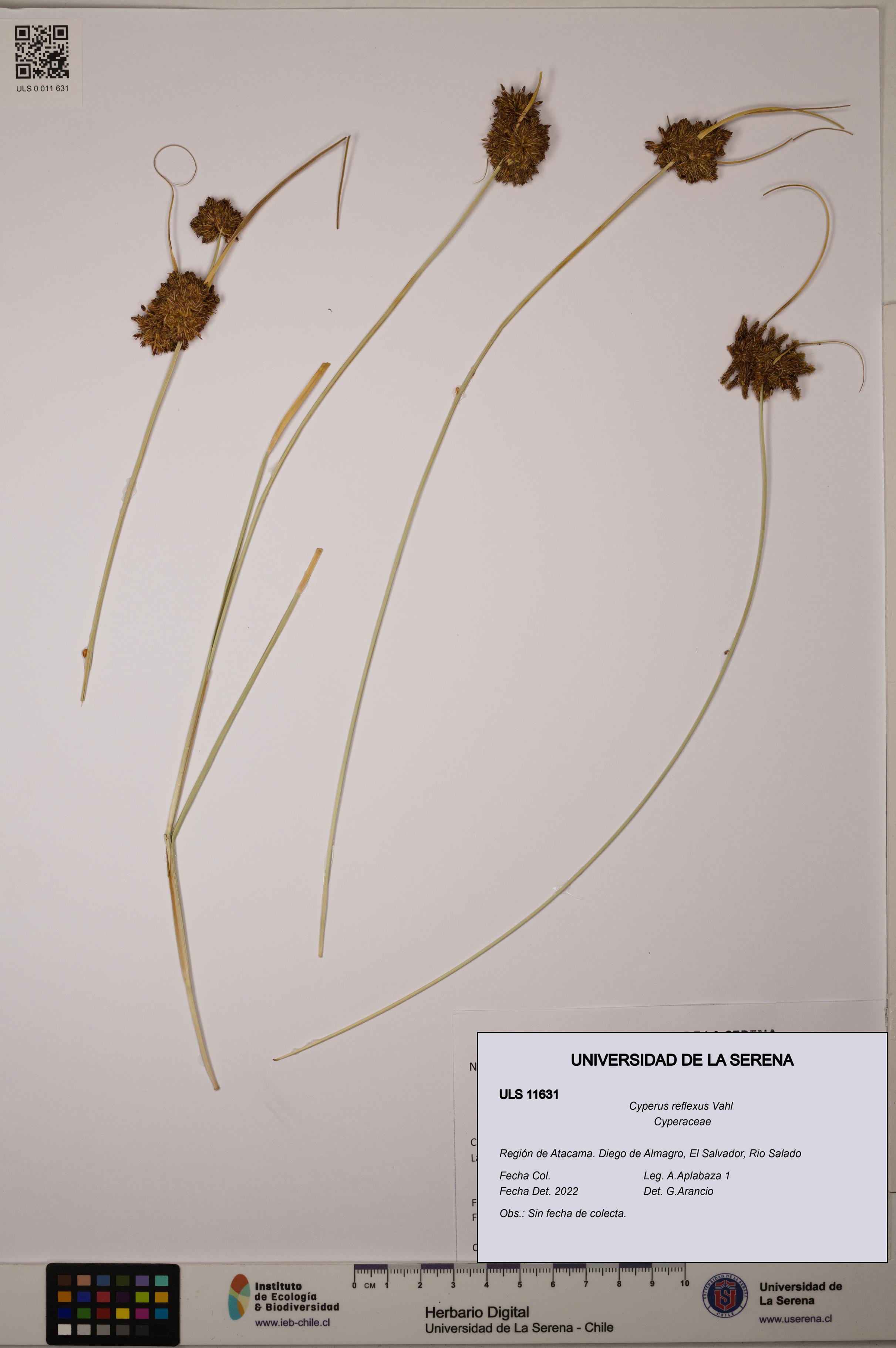 Cyperus reflexus [Espécimen: ULS:ULS:0011631]