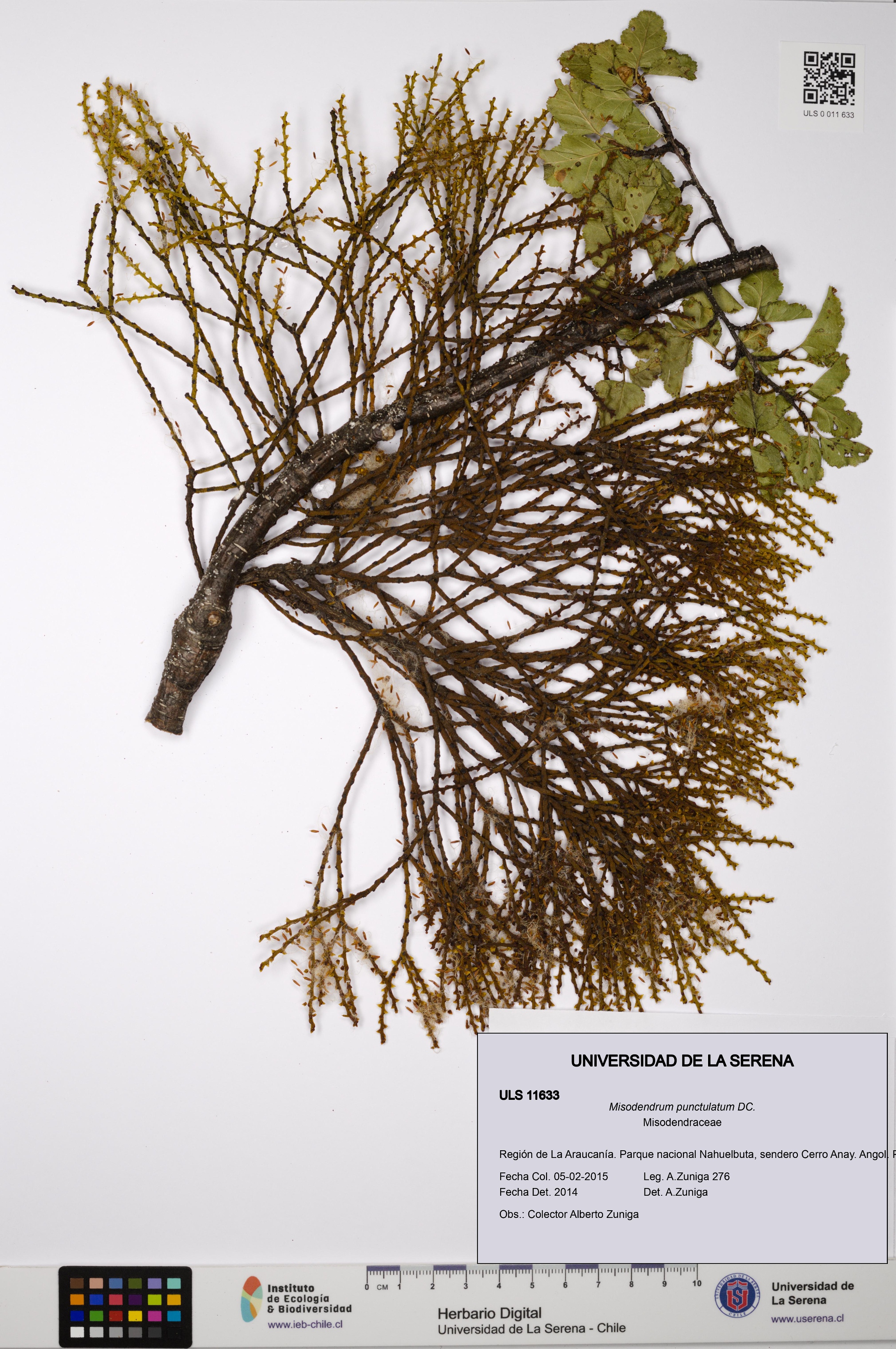 Misodendrum punctulatum [Espécimen: ULS:ULS:0011633]