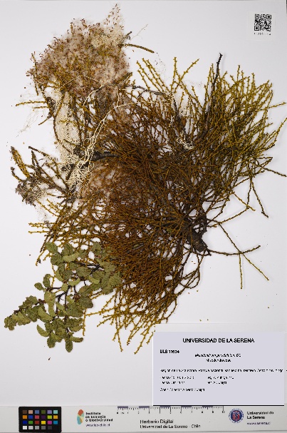 Misodendrum punctulatum [Espécimen: ULS:ULS:0011634]