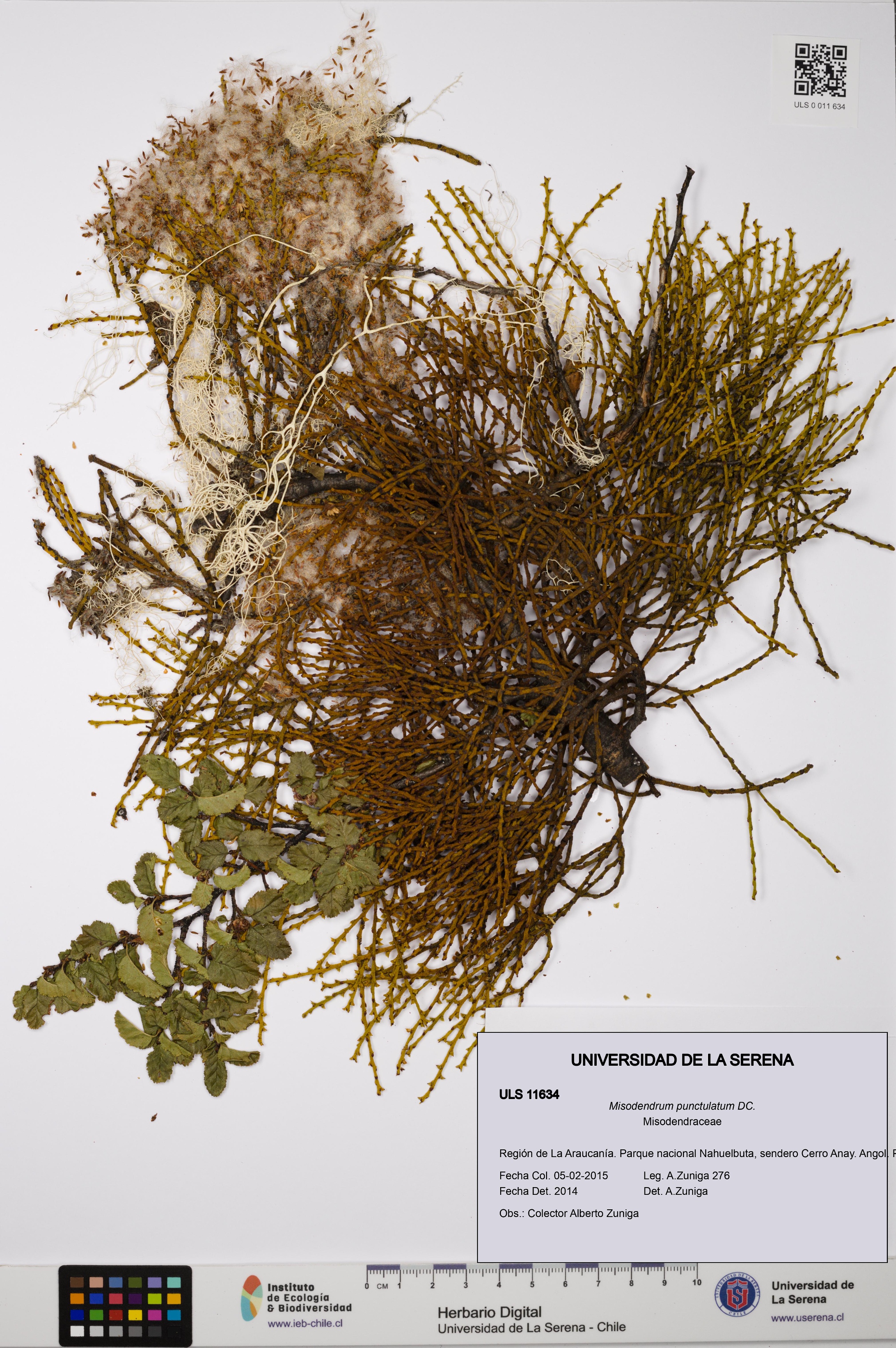 Misodendrum punctulatum [Espécimen: ULS:ULS:0011634]