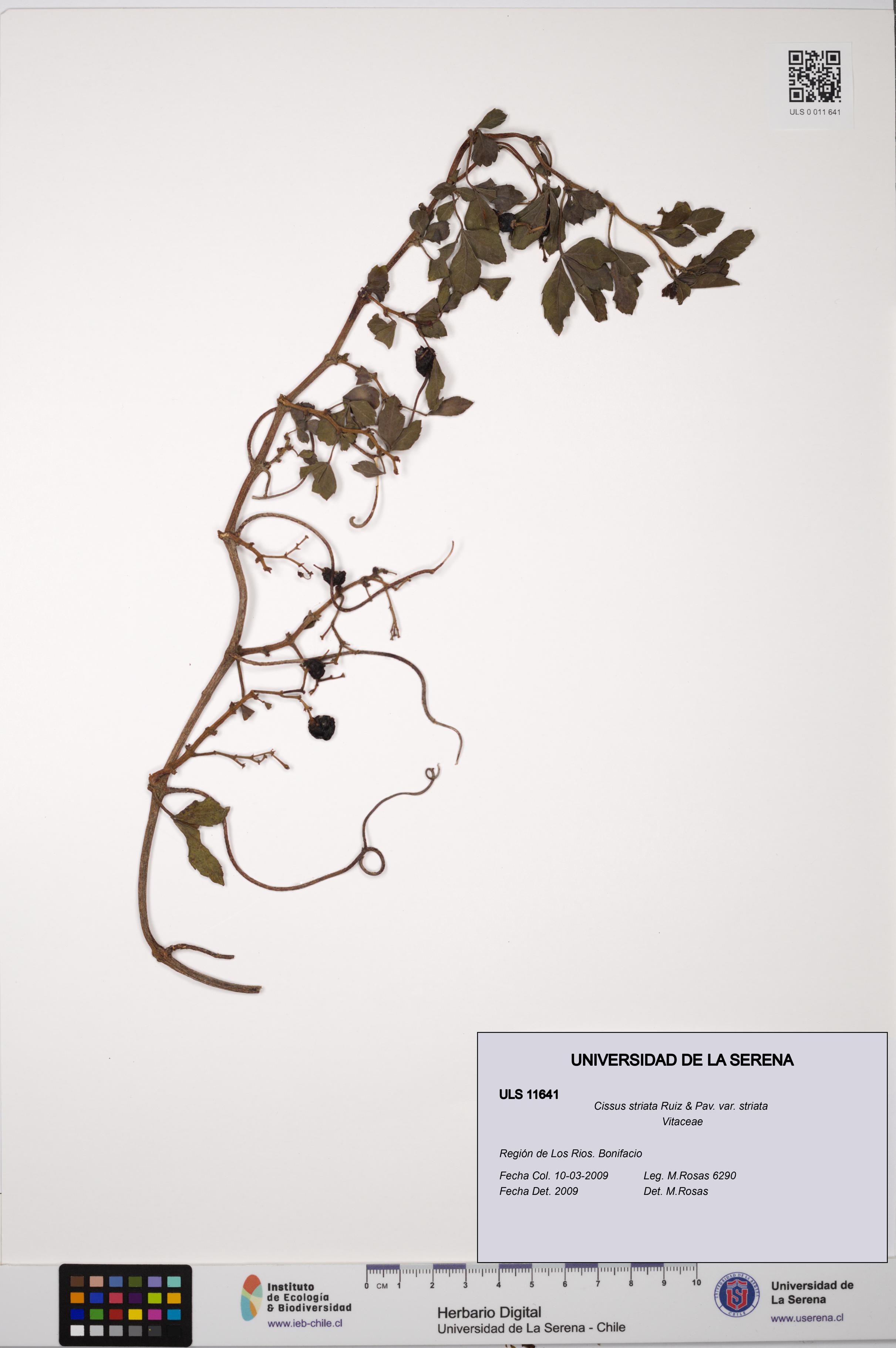 Cissus striata var. striata [Espécimen: ULS:ULS:0011641]