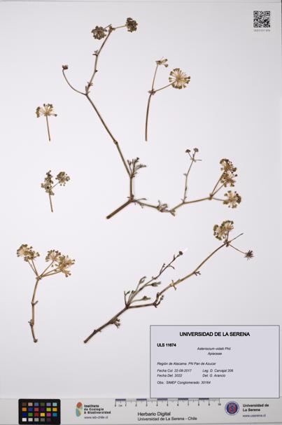 Asteriscium vidalii [Espécimen: ]
