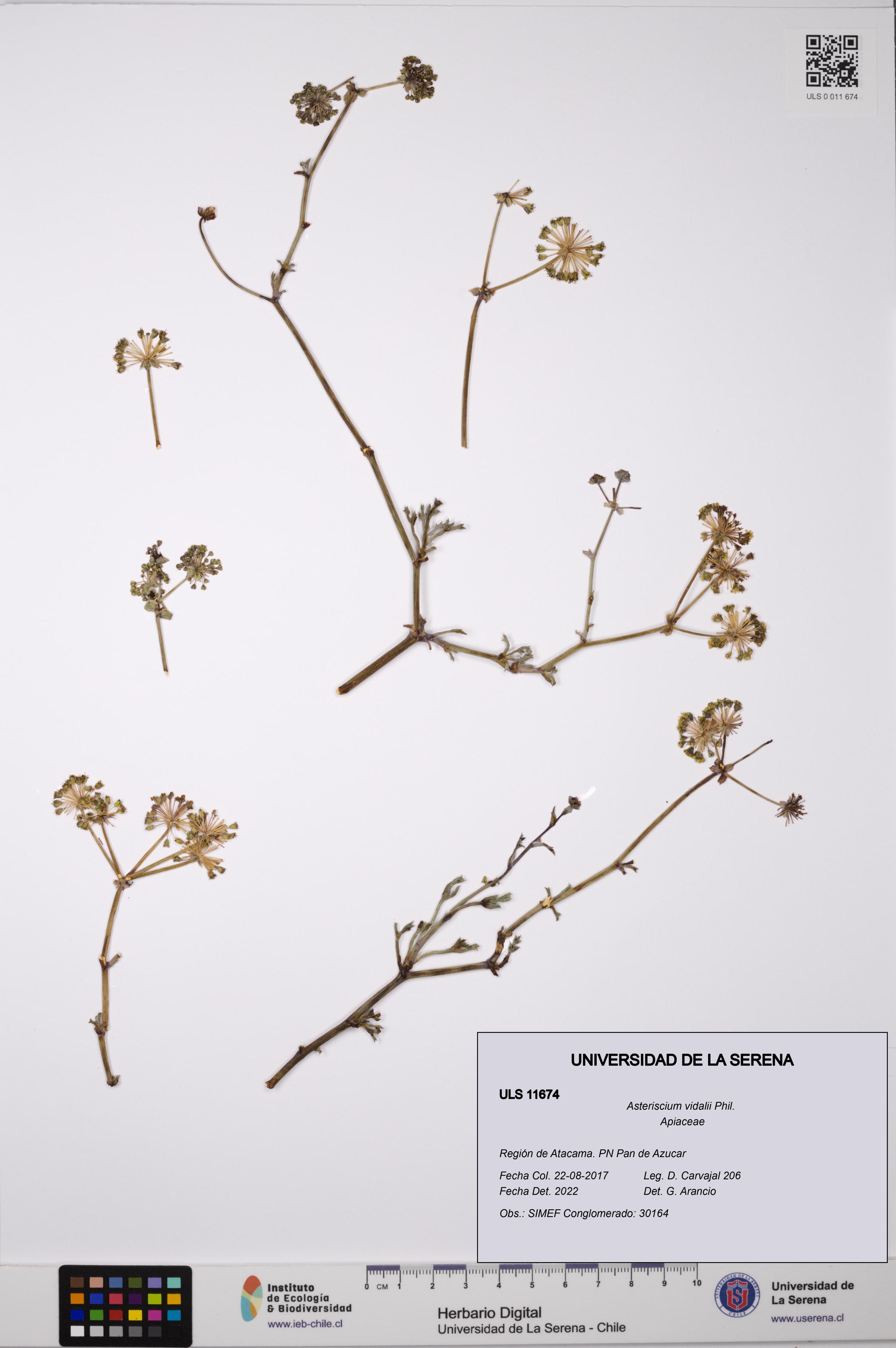 Asteriscium vidalii [Espécimen: ]