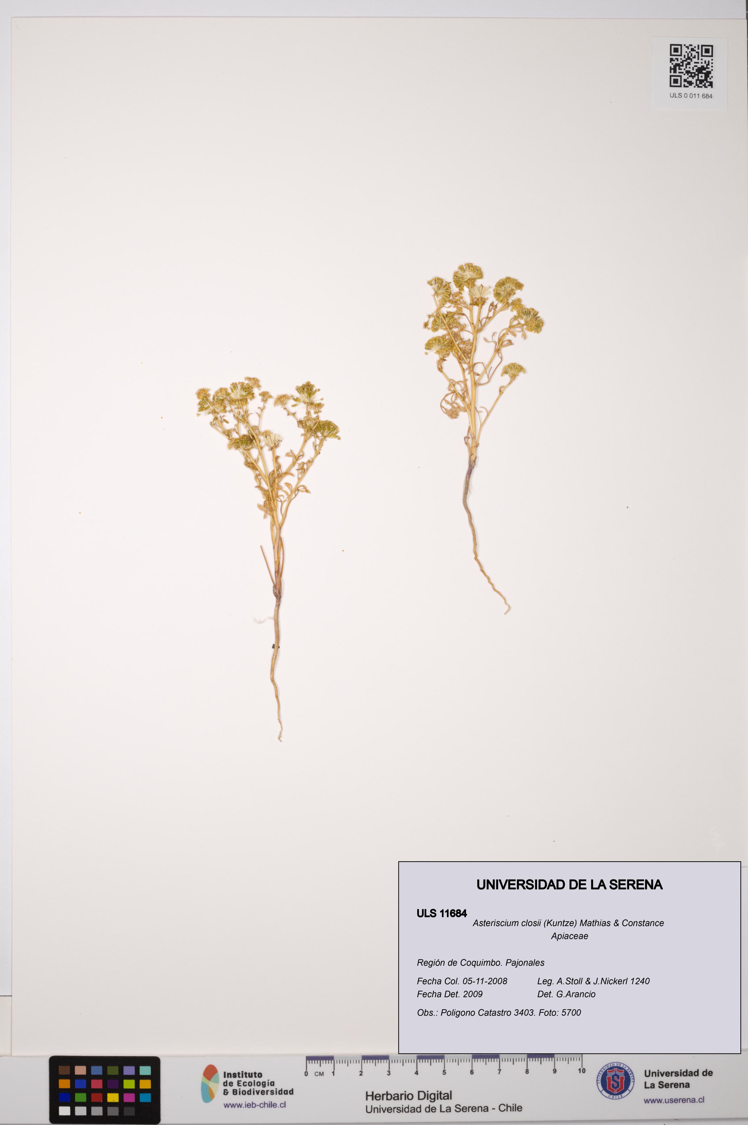 Asteriscium closii [Espécimen: ULS:ULS:0011684]