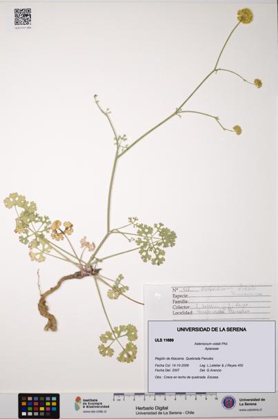 Asteriscium vidalii [Espécimen: ]