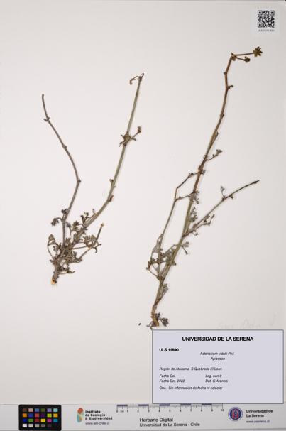 Asteriscium vidalii [Espécimen: ]