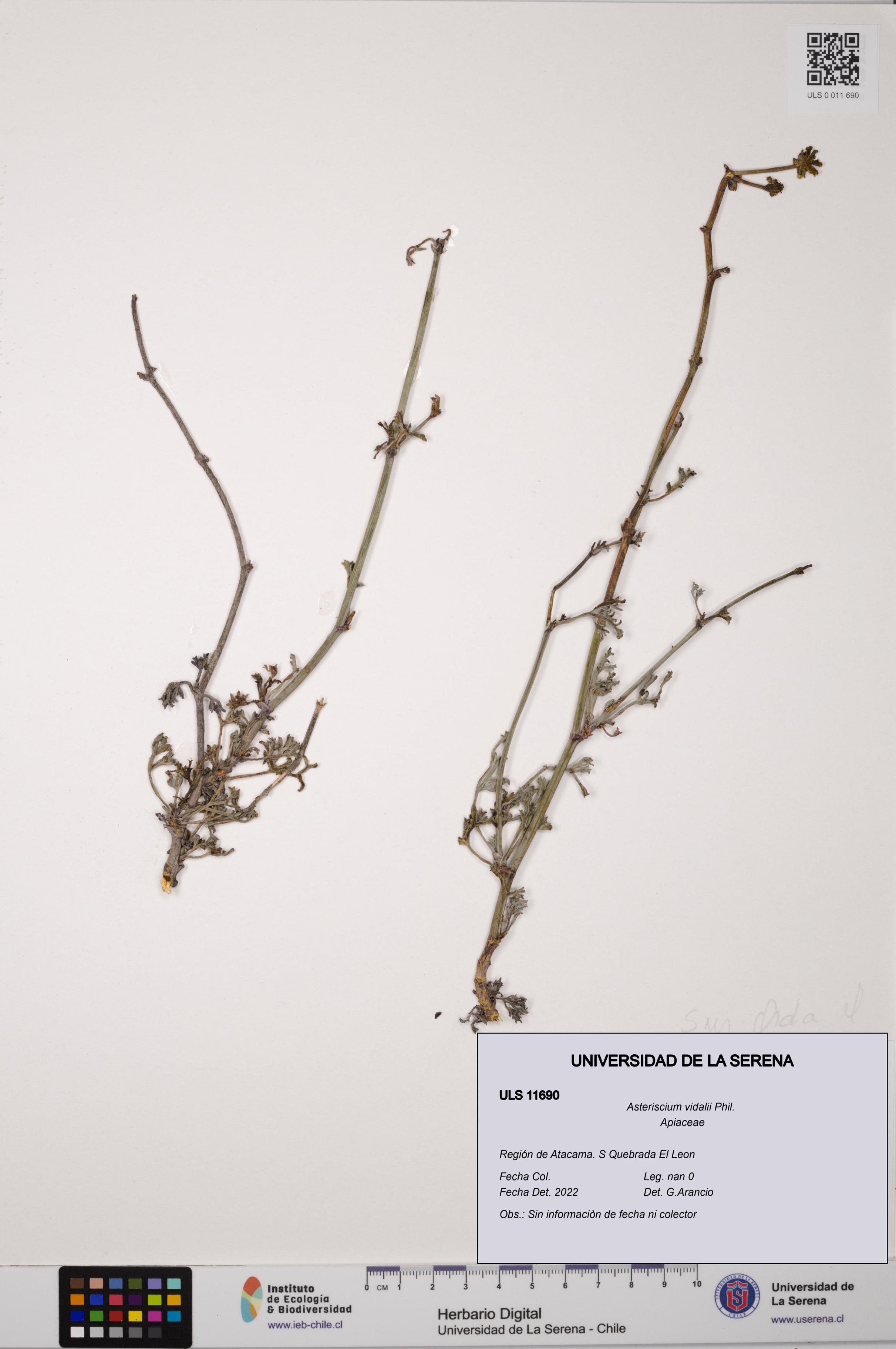 Asteriscium vidalii [Espécimen: ]