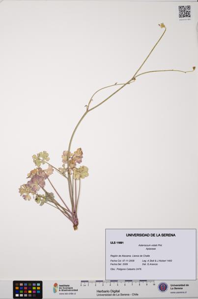 Asteriscium vidalii [Espécimen: ]