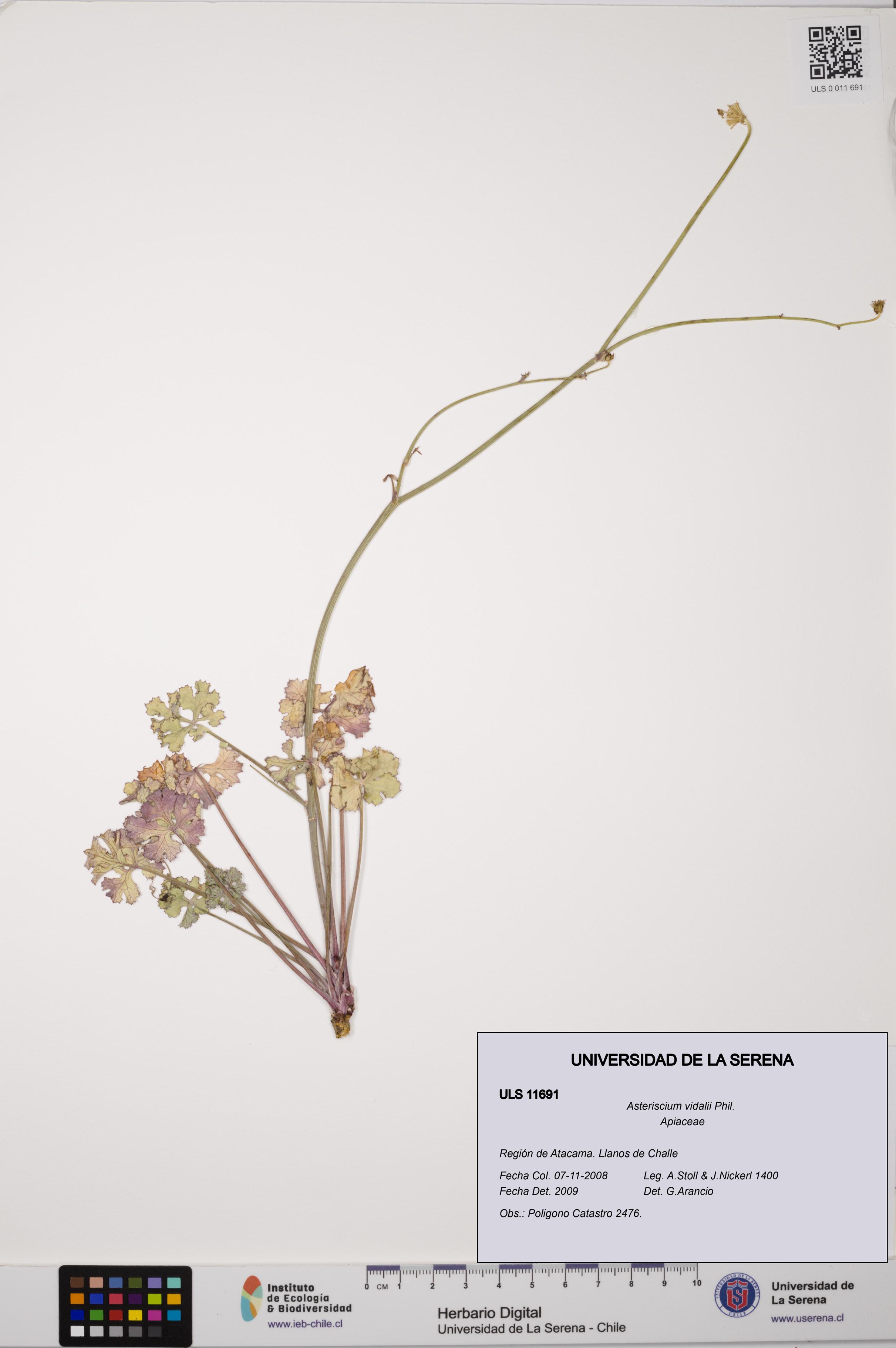 Asteriscium vidalii [Espécimen: ]