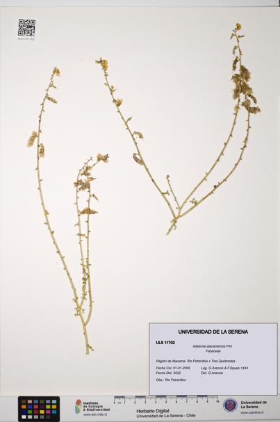 Adesmia atacamensis [Espécimen: ULS:ULS:0011702]