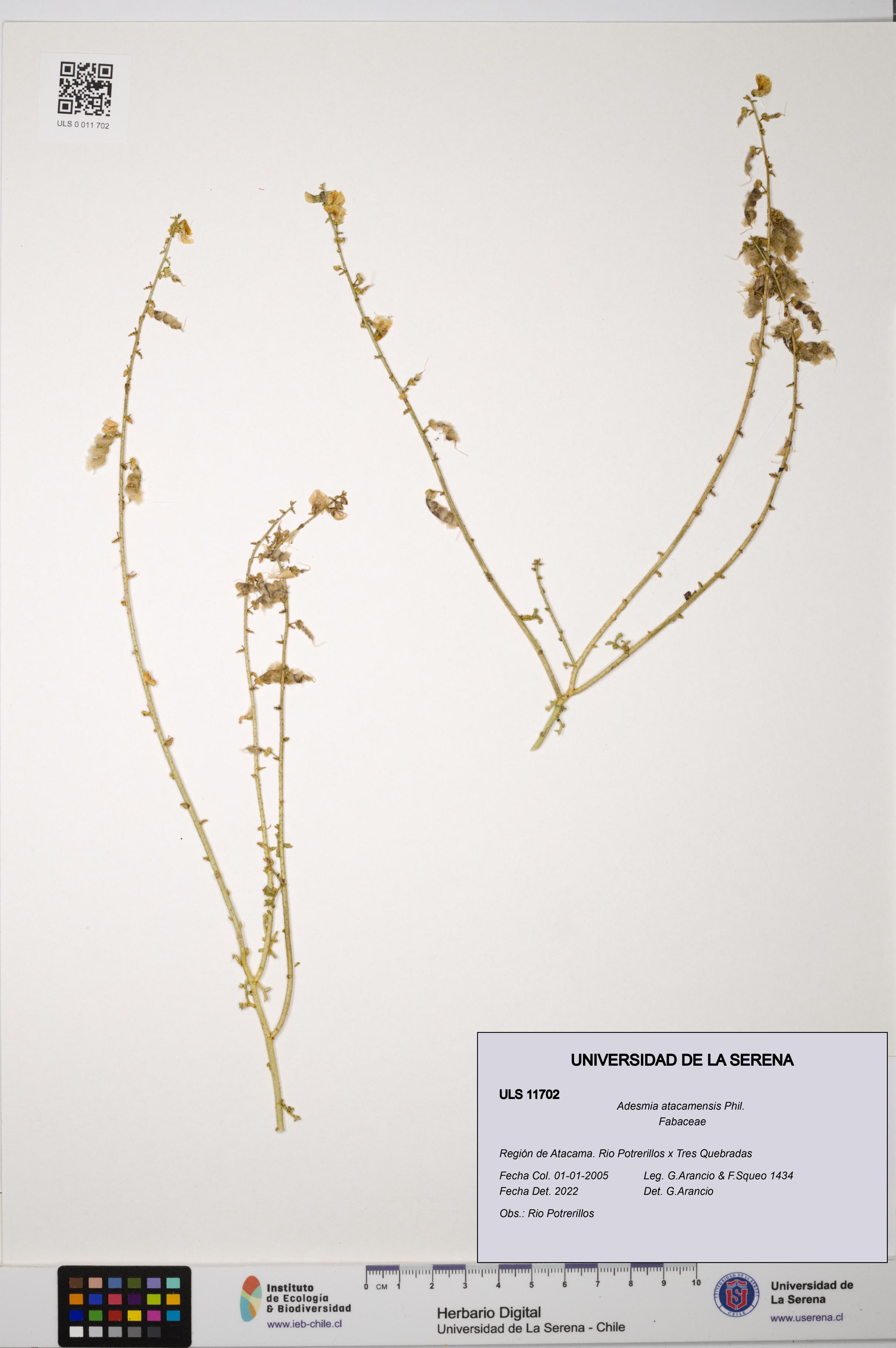 Adesmia atacamensis [Espécimen: ULS:ULS:0011702]