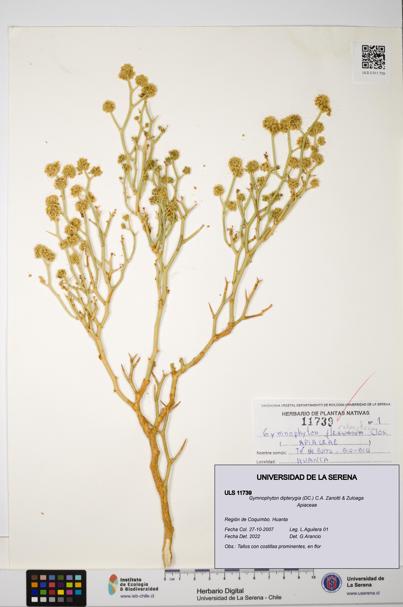 Gymnophyton dipterygia [Espécimen: ]