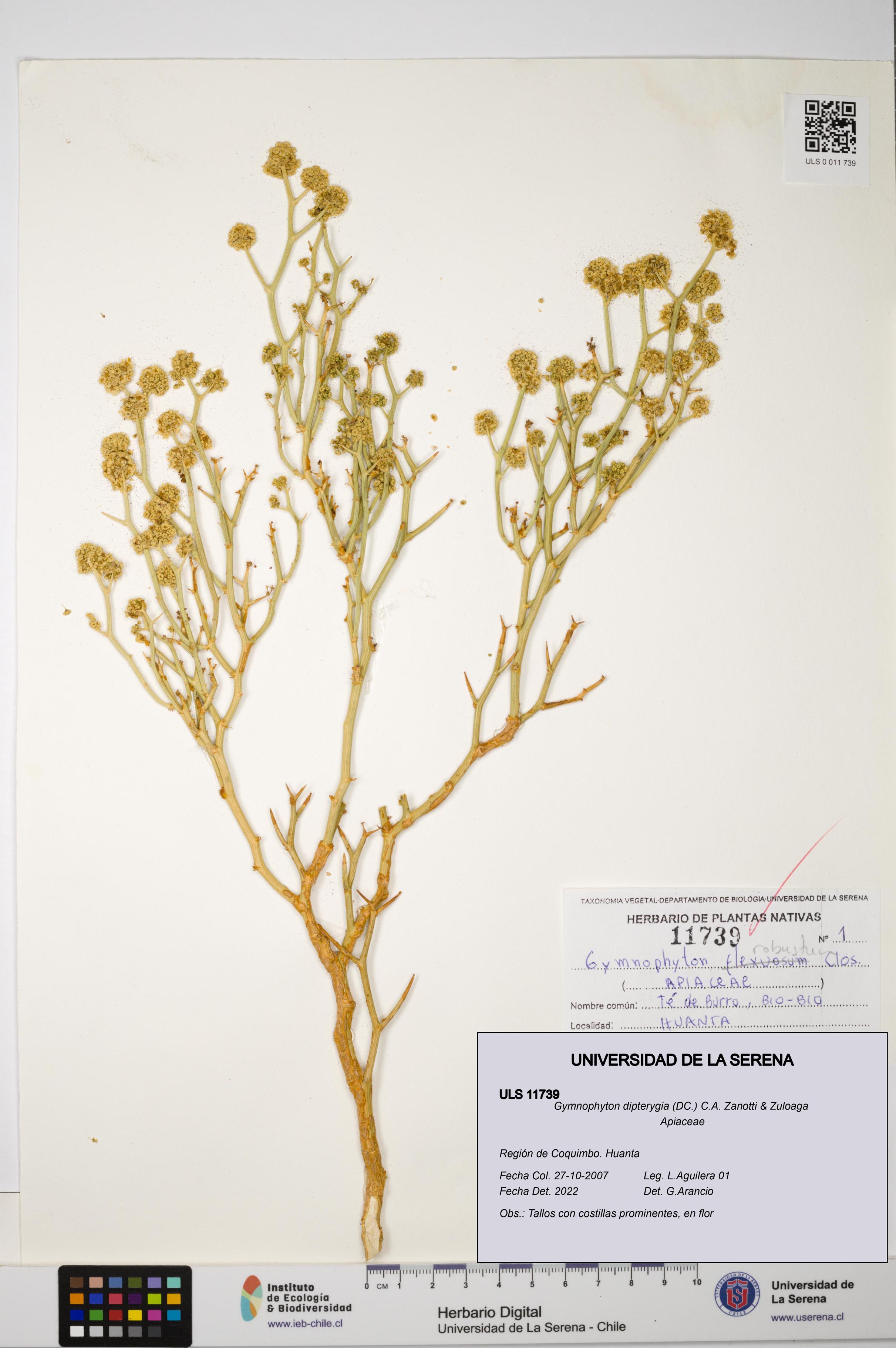 Gymnophyton dipterygia [Espécimen: ]
