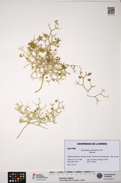 Gymnophyton spinosissimum [Espécimen: ULS:ULS:0011764]