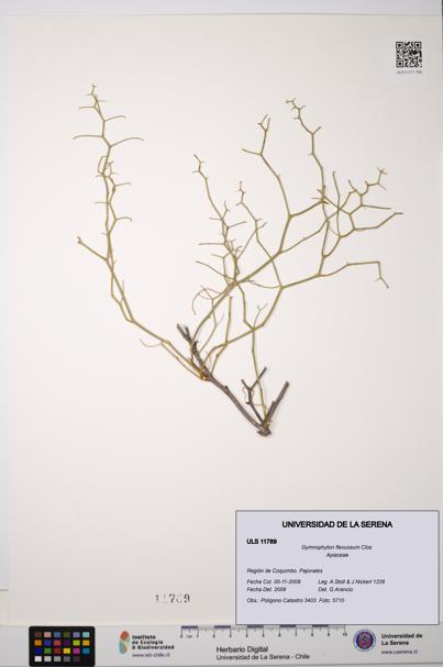 Gymnophyton flexuosum [Espécimen: ULS:ULS:0011789]