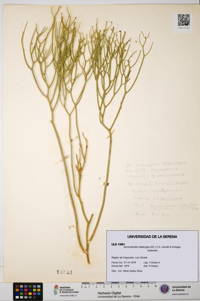 Gymnophyton dipterygia [Espécimen: ]