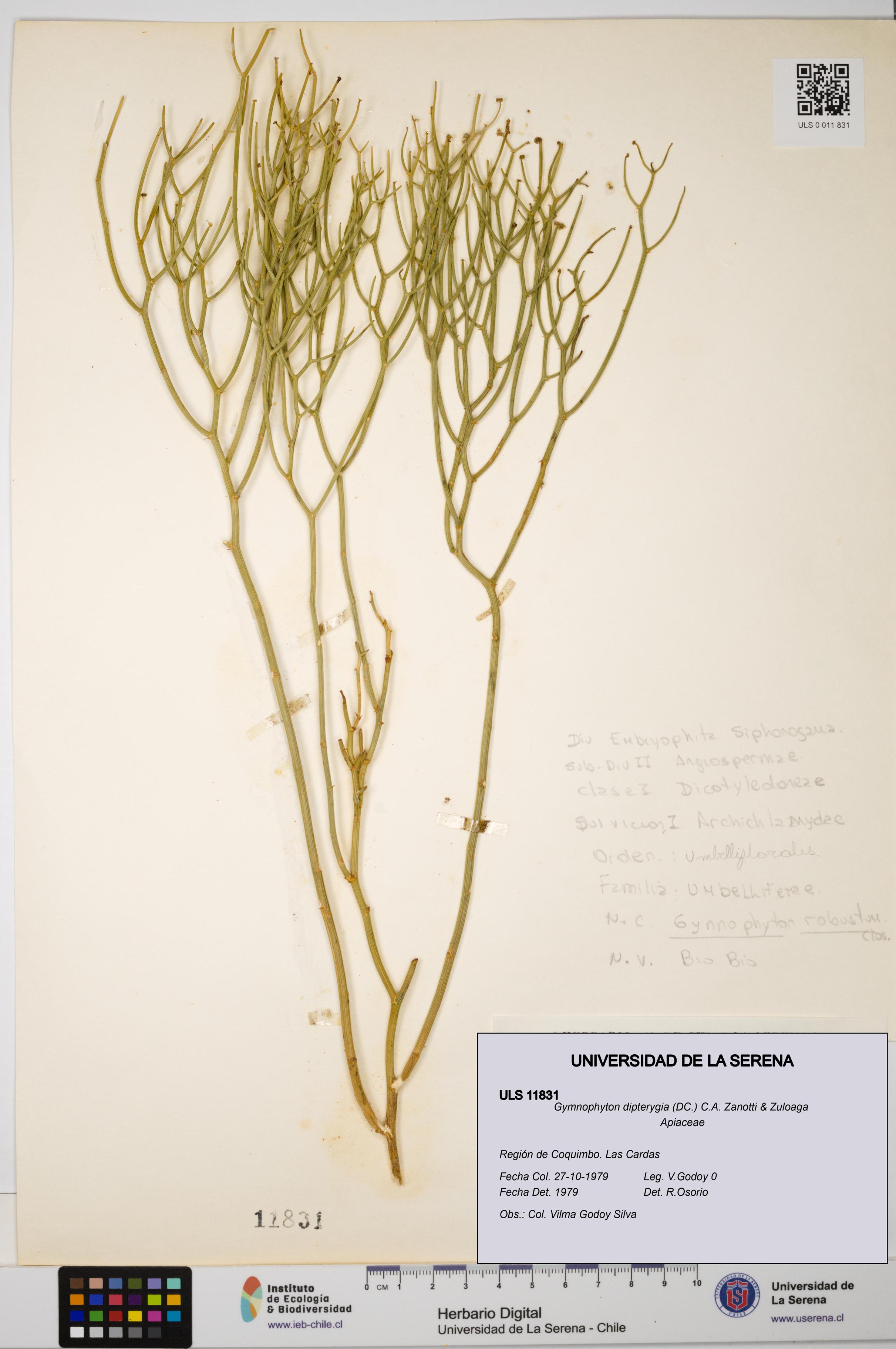 Gymnophyton dipterygia [Espécimen: ]