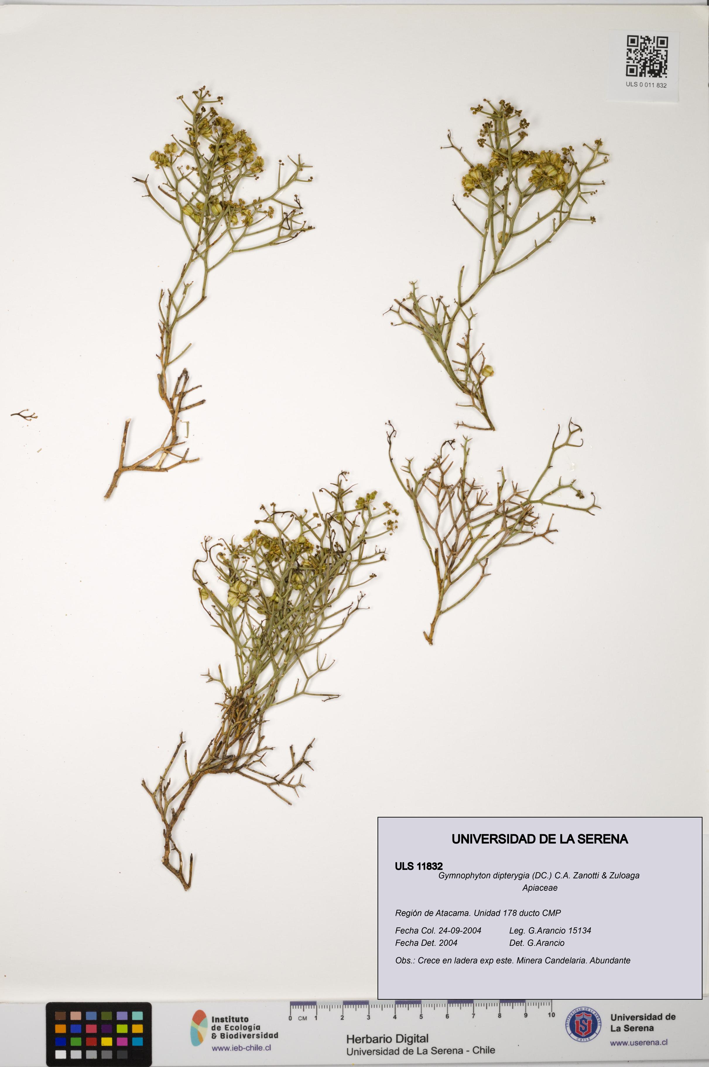 Gymnophyton dipterygia [Espécimen: ]