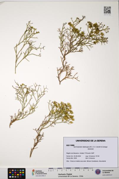 Gymnophyton dipterygia [Espécimen: ]