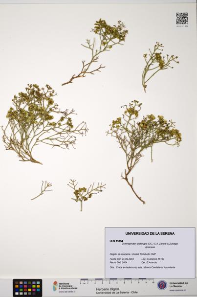 Gymnophyton dipterygia [Espécimen: ]