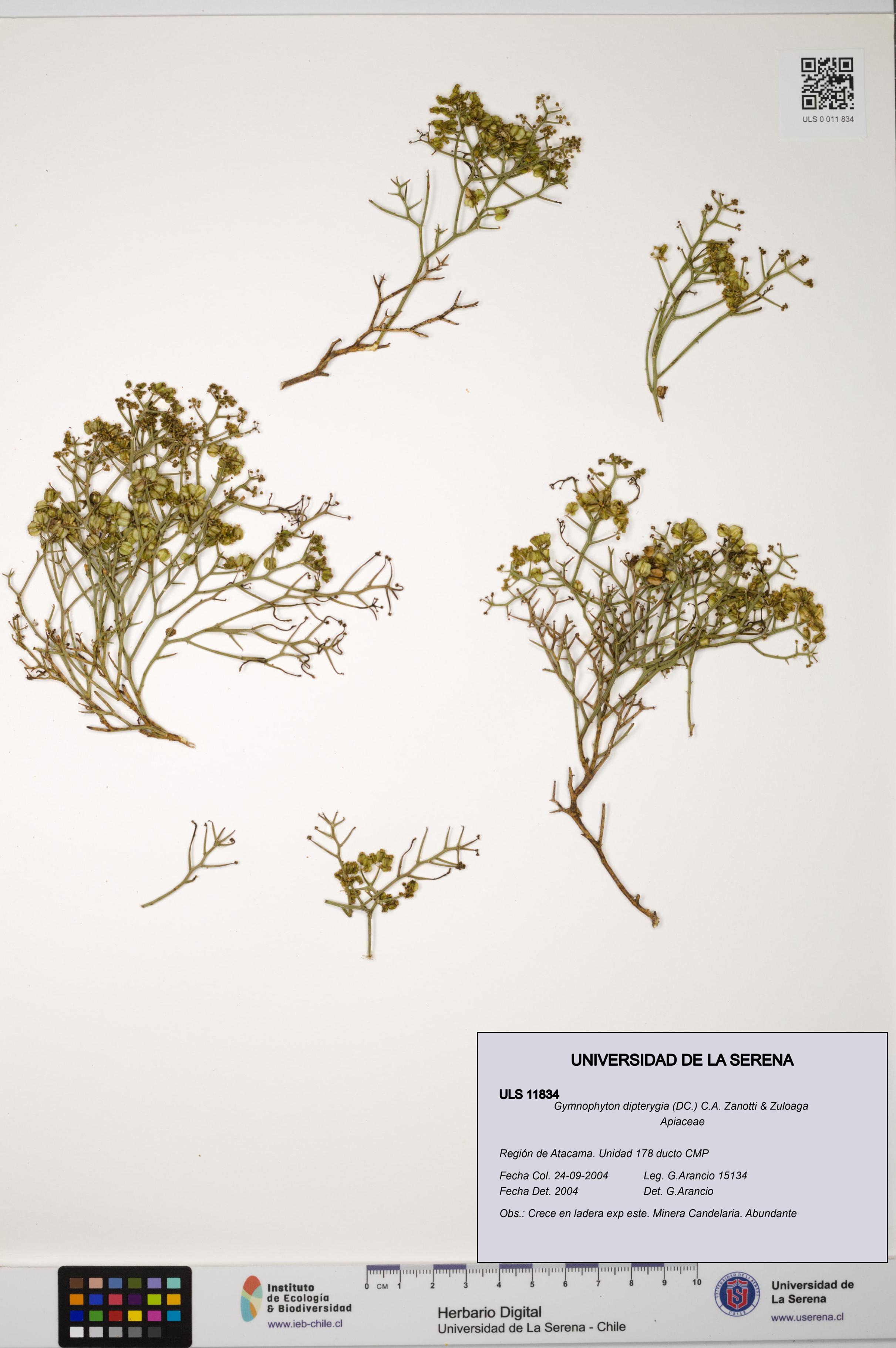 Gymnophyton dipterygia [Espécimen: ]