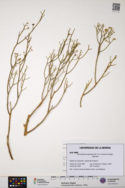 Gymnophyton dipterygia [Espécimen: ]