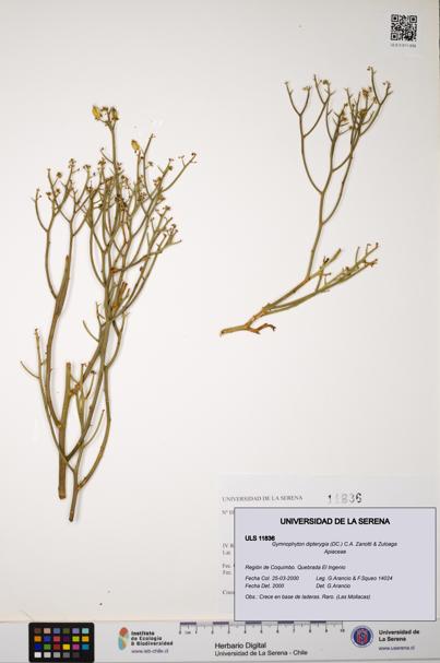 Gymnophyton dipterygia [Espécimen: ]