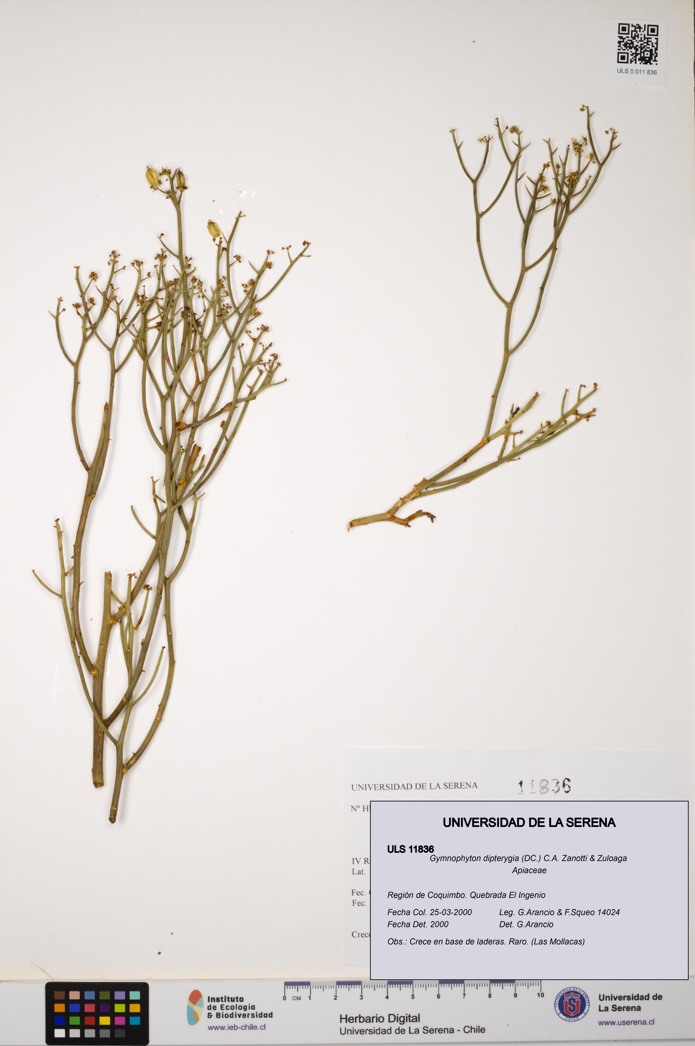 Gymnophyton dipterygia [Espécimen: ]