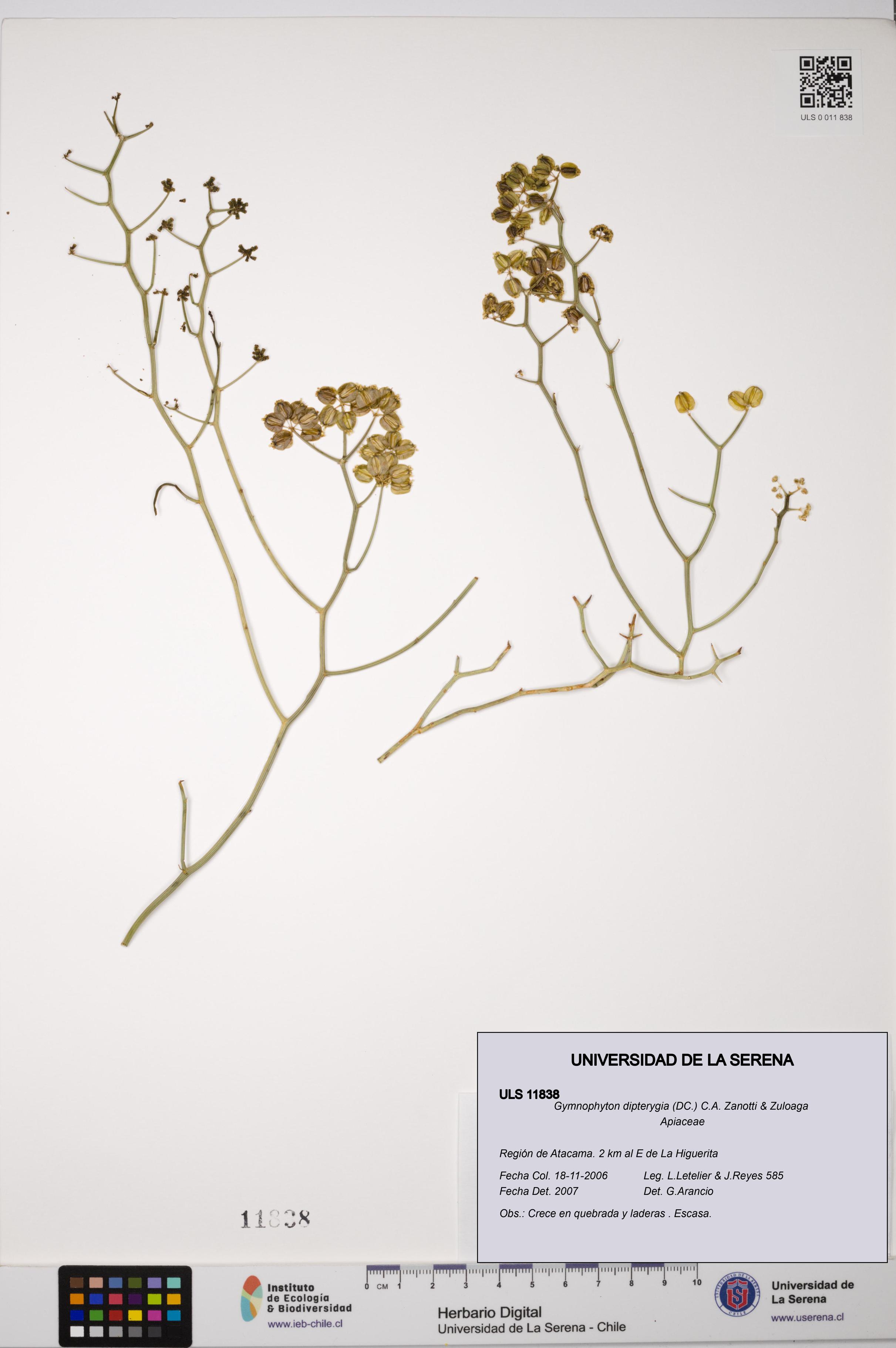 Gymnophyton dipterygia [Espécimen: ]