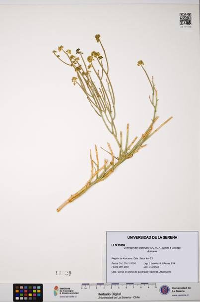Gymnophyton dipterygia [Espécimen: ]