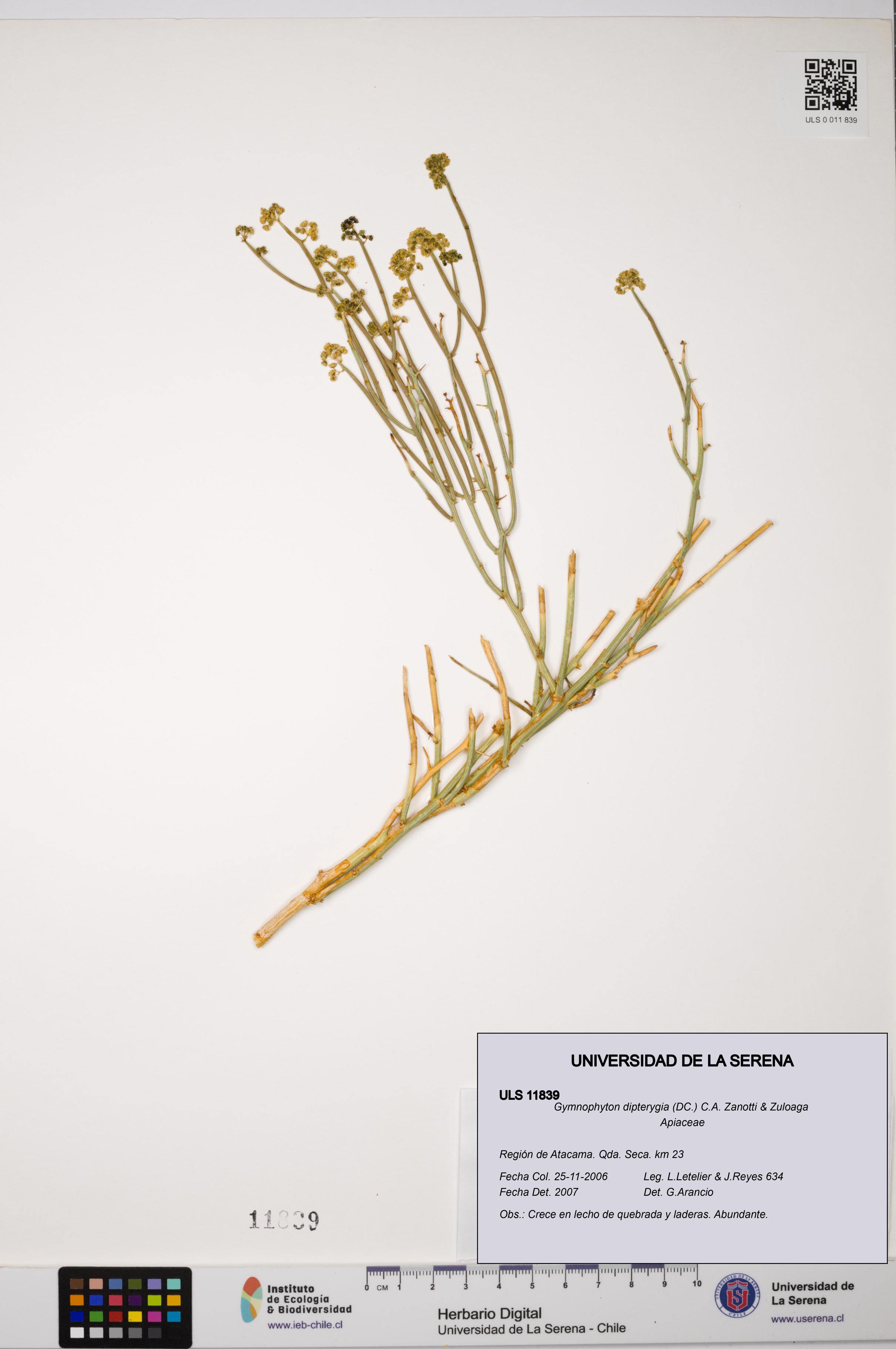 Gymnophyton dipterygia [Espécimen: ]