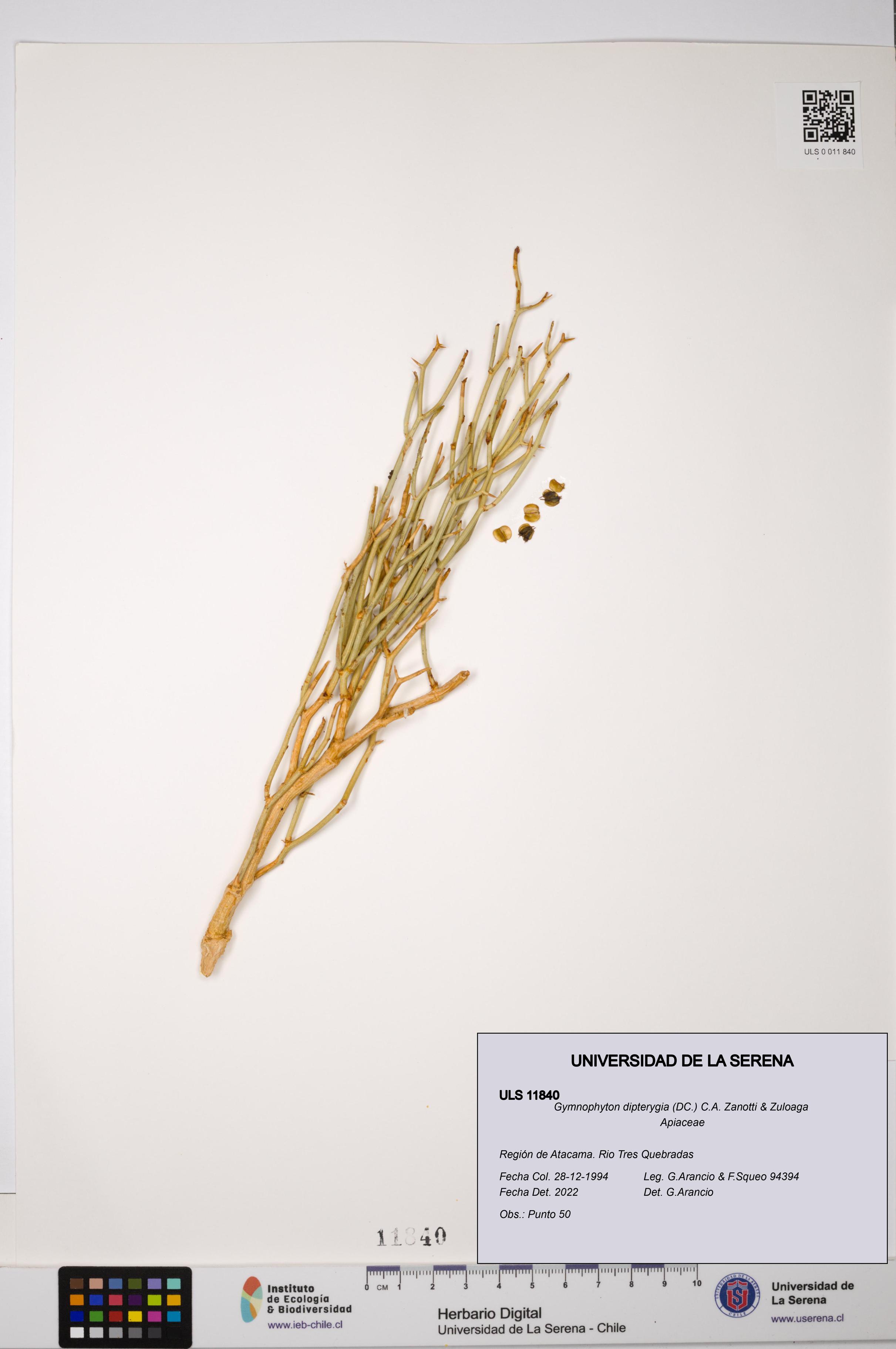 Gymnophyton dipterygia [Espécimen: ]