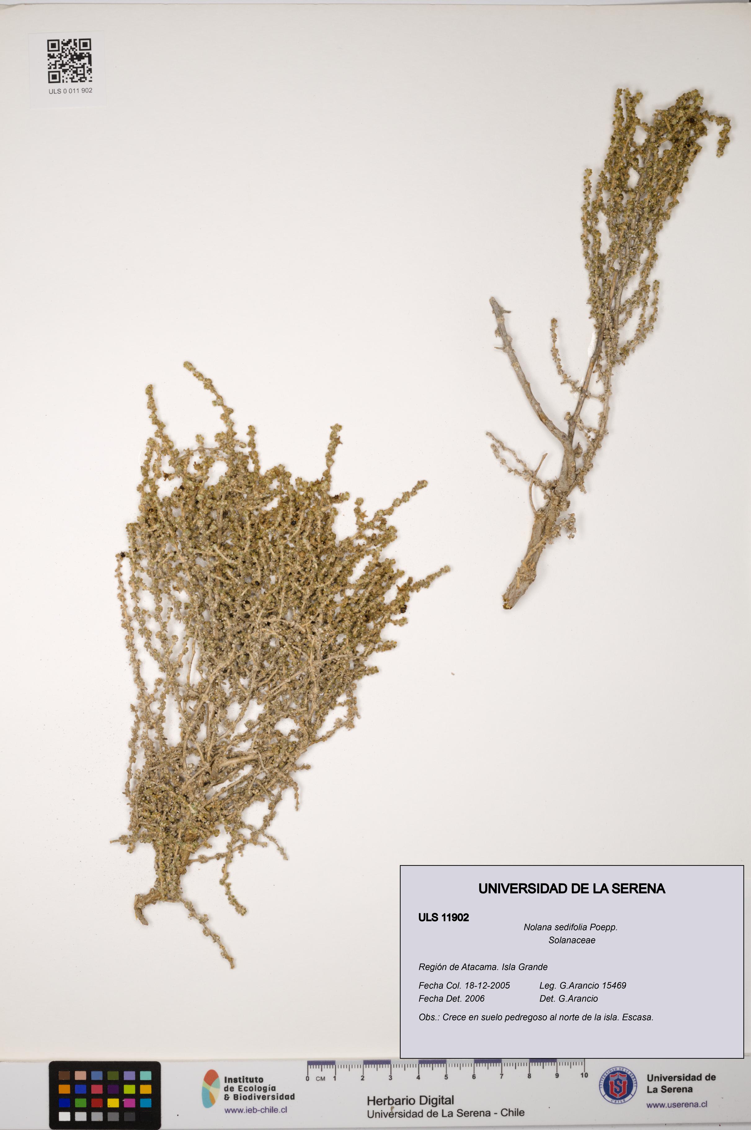 Nolana sedifolia [Espécimen: ULS:ULS:0011902]