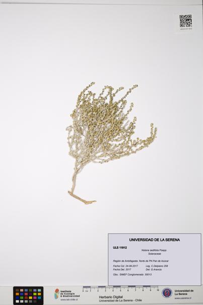 Nolana sedifolia [Espécimen: ULS:ULS:0011912]